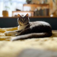 床に座る猫