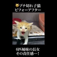 イカ耳でシャー