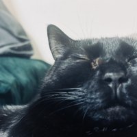 ベッドの上で寝る黒猫