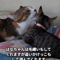 子猫をなめる三毛猫
