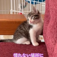 ソファの隅で固まる子猫