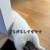 玄関で寝ている猫の下半身のアップ
