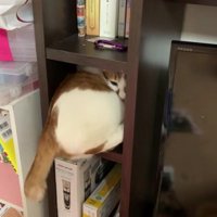 棚に入っている猫
