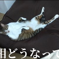 仰向けに寝る猫