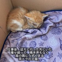 箱の隅にいる子猫