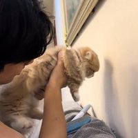 壁際で抱っこされた猫