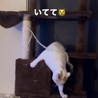 キャットタワーから走り去る猫