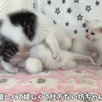 テロップ「嬉しくて嬉しくて～」