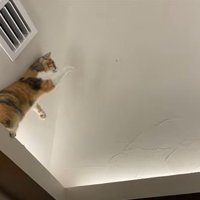 虫を捕まえたいモモちゃん2