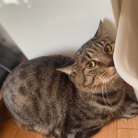 座っている猫