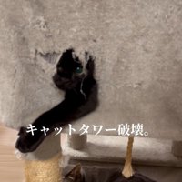 穴から顔と腕を出している猫