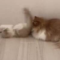 ドアの前の猫たち