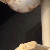 キャットタワーのクリアボウル