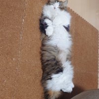 寝ている猫さん