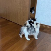 見つめ合う猫