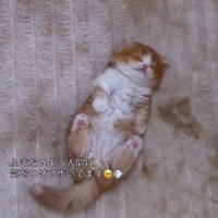 歩きながら子猫を見つめる投稿者
