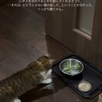 前足をなめる猫