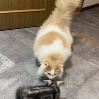 毛を逆立てる子猫と子猫を見つめるノルウェージャンフォレストキャット