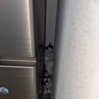 隙間に重なる子猫