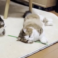 転がった長毛の猫を座って眺める短毛の猫