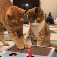 爪とぎをするにゃん太くん