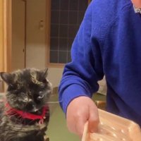 飼い主と猫