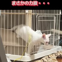 ケージから上半身を出す子猫