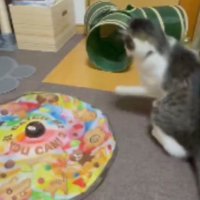 遊んでいる猫