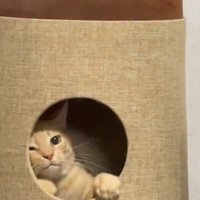 キャットハウスから出られない猫