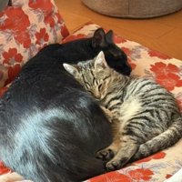 くっついて寝る2匹の猫
