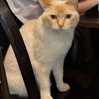 喫茶店のカウンター席に座る猫