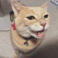 猫が抱っこを要求して泣いているところ