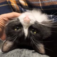 膝の上のチコちゃん