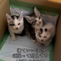 警戒する猫