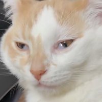 目頭へ移動する猫の瞬膜