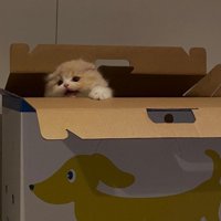 箱の中から顔を出している子猫