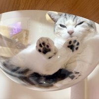 透明ボウルに乗り、前足と後ろ足をクロスしているマンチカン