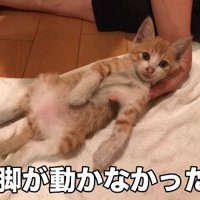 タオルに寝かせられた猫