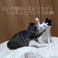右前足を上げる2匹の猫