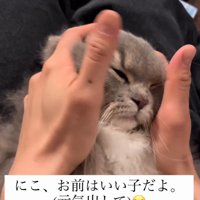 少し眠そうな猫