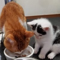 オレンジ色の猫がご飯を食べる横で座り込む子猫