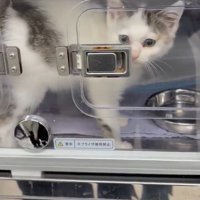入院している子猫