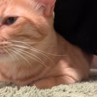 鳴き声を上げる猫