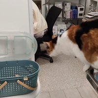 ジャンプする猫