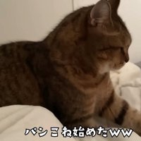 布団を片手でふみふみする猫の様子