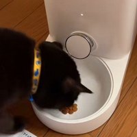 ドライフードを食べる猫
