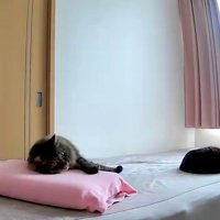 枕を使って横になる猫