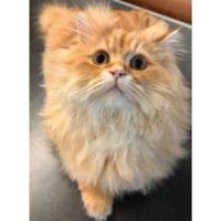室内にいる猫