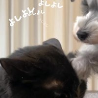 猫をなでる犬