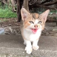 必死に鳴く子猫